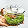 Micro paysage Plantes de mousse bouteille en verre avec couvercle Green Moss Potting Glass Terrarium Creative Bonsai Plants Decor intérieure