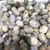 Decoratieve beeldjes 100 g Bulk Natuurlijk blauw kersenagaat Tuimelstenen Quartz Kristal Genezing Gemstone Mineral Specimen Garden Home