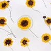 Decorative Flowers 7-12cm/12pcs Nature Pressed Coreopsis Tinctoria Flower Head Bookmark Phone Case DIY Real Plant Material Wedding