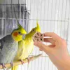 Altre forniture per uccelli 12 pezzi che masticano giocattolo per parrot naturale per foraggiare accessori per Budgie Parkeet