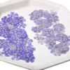 Fleurs décoratives 1-1,5 cm / 24pcs fleur naturelle Petal Purple Beauty Cherry Prested DIY Bijoux Mini Seals Dropstick Téléphone Case Facial Decor