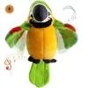 Zwierzęta elektryczne/RC Talking Makaw powtarza to, co powiedziałeś o pluszowych zwierzętach Plush Toys Electronic Records Animowane ptaki Talking Parrots Pet Toysl2404