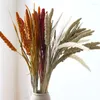 Fleurs décoratives 10pcs Natura Wheat Ear Plants Bouquet Millet Spikel Séchoté Grain de fleur Matériau de mariage Decoration Dry Home Room Decor