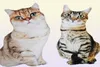 50 cm Lifke Lifel Plux Cat Oreiller en peluche 3d Imprimé animal Cat Throw Oreiller Home Decoration Gift For Car People 2203042510214