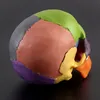15 -stcs/set gedemonteerd schedelmodel kleurschedel schedel anatomisch model afneembaar leermiddel Tool