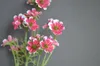 Kwiaty dekoracyjne prawdziwe dotyk zakurzone różowe małe kropki dzikie wypełniacze