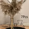 Dekorative Blumen flauschige Pampas Natural Pampa Gras getrockneter Reed kleiner Bannes Bulsh Bouquets Boho Home Hochzeitsdekoration Phragmiten