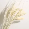 Fleurs décoratives 10pcs Natura Wheat Ear Plants Bouquet Millet Spikel Séchoté Grain de fleur Matériau de mariage Decoration Dry Home Room Decor