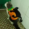 Pet Cosplay garnitury kostium na Halloween czarny kot noszący ubrania dyni piesek ciepły płaszcz szczeniaka stroje