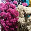 Dekorativa blommor 50 g naturlig hir frukt torkad blomma heminredning föremål med moderna dekoration bröllopstillbehör pampas gras