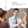 Modelo de coluna PVC PVC Tailbone Anatomy Manequim Treinamento Médico Cervical