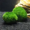 5pcs Marimo Moos Ball Aquariumpflanzen Terrarium Cladophora Ball Fisch Tank Ornamente240a