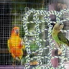 Inne ptaki zapasy chomika wiewiórka siatka bawełniana Parrot Nest Hammock Animal Animal Aktywność zabawki zabawki