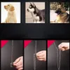 Gouden zilveren roestvrijstalen ketting met zwarte lederen honden riem koele training Pet Supplies 1020250s