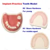 1: 1 Standart Model Dental Diş Modeli İmplant Diş Modeli Periodontitis Hastalığı Demo Diş Hekimi Materyali İnceleme Öğretimi