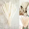 Dekorative Blumen flauschige Pampas Natural Pampa Gras getrockneter Reed kleiner Bannes Bulsh Bouquets Boho Home Hochzeitsdekoration Phragmiten