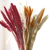 Fleurs décoratives 10pcs Natura Wheat Ear Plants Bouquet Millet Spikel Séchoté Grain de fleur Matériau de mariage Decoration Dry Home Room Decor