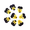 Fiori decorativi 12 pezzi secchi secchi giallo viola pansy corydalis suaveolens hance piante fiorite erbario per segnalibri cartoline di gioielli