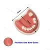 Modello di pratica dei denti dell'impianto dentale Modello di pratica per la formazione degli studenti dentisti SUGURE GUM GUM DEMO DEMO Medical orale
