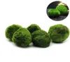 5PCS MARIMO MOSS BALL AQUARIUM PLANTS TERRARIUM CLADOPHORA BALL SIST TANK ORNAMNENTS9104205