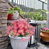 Dekorative Blumen 6 Bündel künstlicher Gänseblümchen UV resistent farbfast Plastikpflanzen Wohnkulturfenster im Freien
