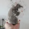 Chinchilla Anime süße Plushie Hamster Plüschspielzeug lebensee Tiere Simulation Stoffed Puppe Kawai Spielzeuggeschenke für Kinder 240401