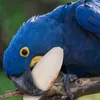 Altre forniture per uccelli coccole osso per parrocchetti giocattoli da masticazione naturale piccoli pappagalli e uccelli hanno dissalato la gabbia a
