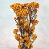 Fleurs décoratives 50 g de millet naturel Fleur de Noël Déscorations de Noël pour la maison 2024 Articles de décoration d'automne avec bouq nuptial