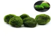 5pcs Marimo Moss Ball Plants d'aquarium Terrarium Cladophora Ball Fish Tank Ornaments 9244783