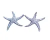 Estrelas do estilo de estrela do mar branco preenchido 5a de diamante transparente CZ Brincos de casamento de casamento para mulheres Festival Presente8863046