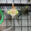 Andere Vogelversorgungen Spielzeug Papageiengraskugel Shedding Cage Accessoires mit Graskugel.