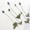 Fiori decorativi 14-21 cm/12pcs Nature Lavender Premed Flower Long Branch Long Plant POY PO Frame PO-Teatro Segnalibro Lampada da tavolo in rilievo Materiale