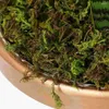 Fleurs décoratives 3 packs Moss Floral artificiel préservé pour vinaigner des plantes en pot terrariums 150g