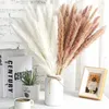 Dekorative Blumen flauschige Pampas Natural Pampa Gras getrockneter Reed kleiner Bannes Bulsh Bouquets Boho Home Hochzeitsdekoration Phragmiten