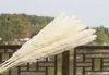 US STOCK 30pcs Natural Dried Pampas Grass Reed Home Wedding Flower Bunch Decor Dried Flowers Outdoor Pink Decor25732512877