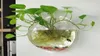 Formato de bola de terrário forma clara de vidro pendurado vaso plantador de flores de parede tanque de peixe contêiner aquário Homw decor247h3146252