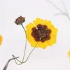 Decorative Flowers 7-12cm/12pcs Nature Pressed Coreopsis Tinctoria Flower Head Bookmark Phone Case DIY Real Plant Material Wedding