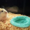 Hamster kokosnötskal hängande hängmatta bo säng gömställe med stativ bur tillbehör för små djur gyllene björnsocker glider