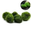 5PCS Marimo Moss Ball Aquarium Rośliny Terrarium Cladophora Ball Tank Ornaments5697372