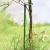 Blumenregal einstamm Pflanzständer Pflanzenunterstützung Phalaenopsis Orchid Dedizierte Unterstützung Amaryllis Käfig Pflanzenzubehör