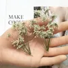 Fleurs décoratives 12pcs pressés séchés naturels blancs naturels multi-tampons Ammi Majus Fleur Herbarium pour carte postale de bijoux pour la carte postale