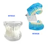 Dental Teeth Model Ny tandläkare 1: 1 Lärarmodell Blue/Clear Studying Borning Flasing Standard Typodont Demo Teach