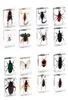 Spider Butterfly Scorpion Próbka owadów w Clear Diren Paper wadze 22273019