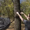 Camp Furniture Nylon Hammock With Attached Bug Net 1 Person Dark Gray And Black Open Size 115" L X 59" W