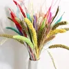 Fleurs décoratives 10pcs Natura Wheat Ear Plants Bouquet Millet Spikel Séchoté Grain de fleur Matériau de mariage Decoration Dry Home Room Decor