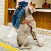 Arnés para perros para perros de cuero suave impermeable fácil de usar con grabado con correa de correa de mascotas antilosa personalizada para perros pequeños a medianos 240402 240402