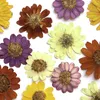 Fleurs décoratives 60pcs pressés Zinnia Elegans Jacq Double Flower Herbarium Resin Epoxy Jewelry Carte Bookmark Cadre Téléphone Makeup