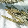 Fleurs décoratives 30pcs Millet Flower Christmas Decor Real Pampas Grass Natural Séchée Ornements de mariage