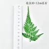 Decoratieve bloemen geperste natuurlijke gedroogde groene bladbladeren plant voor sieraden Postkaart uitnodigingskaart Bookmark Telefoon Case Diy 6 Takken