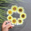 Dekoratif çiçekler 4-7cm/12pcs gerçek çelenk chrysantemum preslenmiş çiçek büyük papatya diy damla tutkal telefon kasa masa lambası yer imi po çerçeve